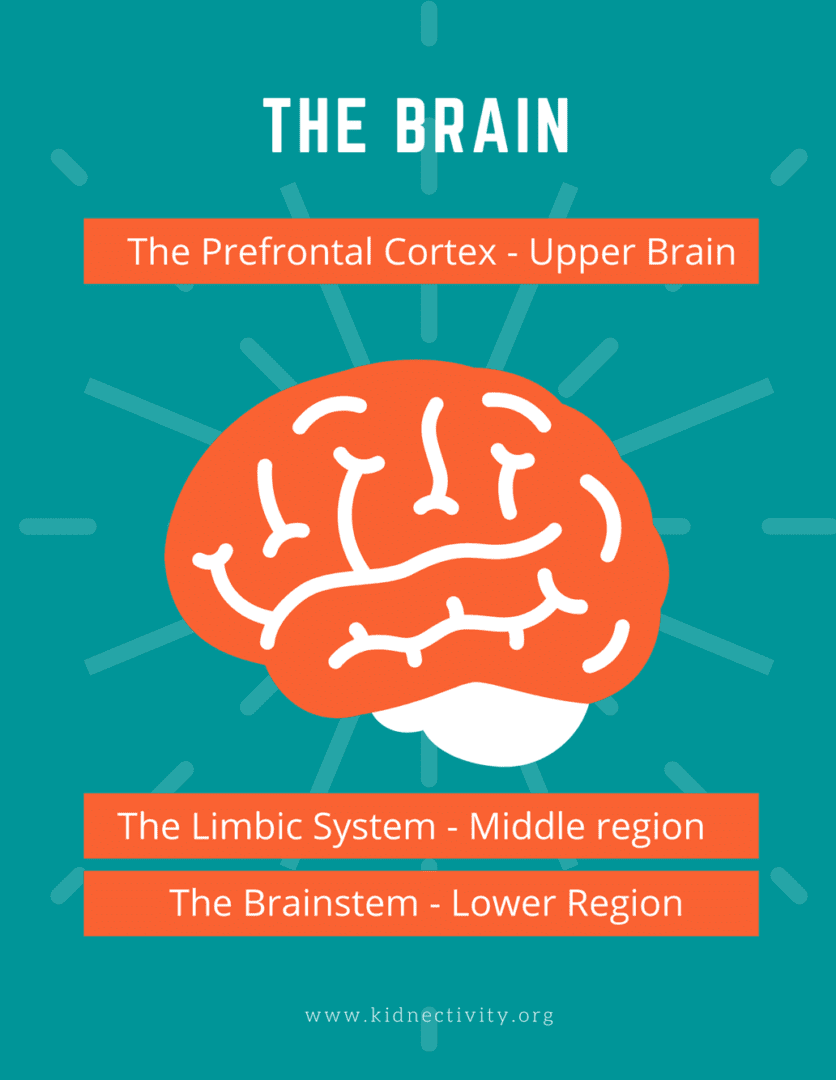 The Brain